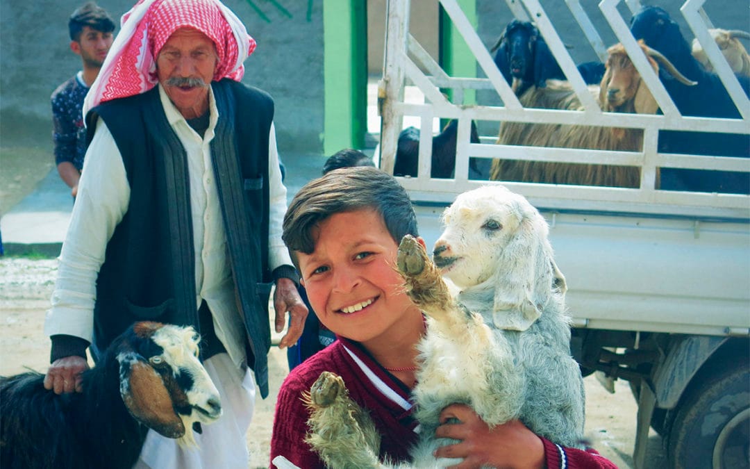 Jak rozwija się projekt zakupu zwierząt hodowlanych, nasza wizyta Karakosz i&nbsp;nie&nbsp;tylko&nbsp;– podsumowanie grudniowego wyjazdu do&nbsp;Iraku – cz.&nbsp;1