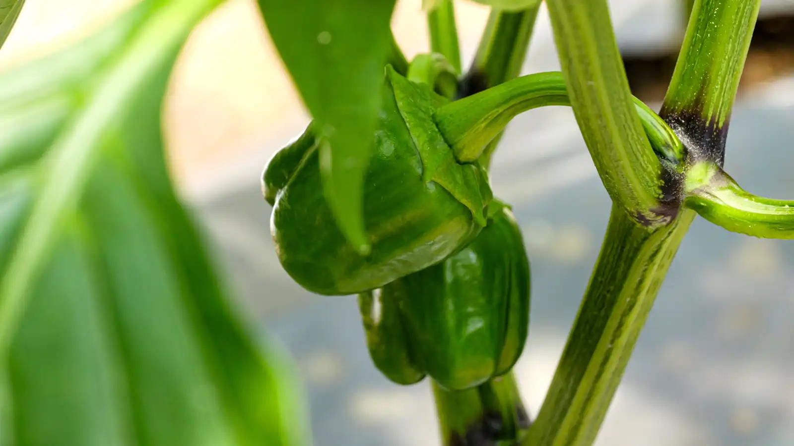 Przystań Ocalonych jest już prawie gotowa